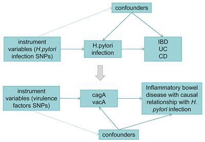 Helicobacter pylori infection and inflammatory bowel disease: a 2-sample Mendelian randomization study